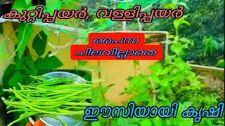 വള്ളിപ്പയർ, കുറ്റിപയർ ഈസിയായി കൃഷി ചെയ്യാം |  rijnas Janna | terrace farming | inmalayalam