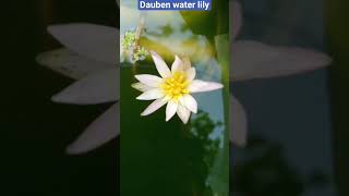 today bloomed in dauben 😍 water lily 🤩