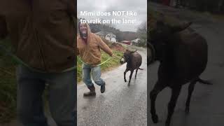 Donkey walking!