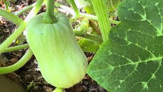 සති අන්තයේ අපේ ගෙවත්තේ විස්තර #gardening  Saturday #Australia #bendigo