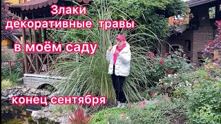 Злаки и декоративные травы моего сада gardening in Ukraine