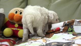 チャイニーズクレステッドドッグの子犬2011.04.13-2