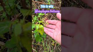 Exploding seed pod makes this invasive species spread like wildfire #himalayanbalsam #cromwellbottom