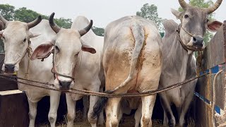 cow unloading, cow videos, cow video, big cow, goru hamba cow, dancing cow, Ep - 292