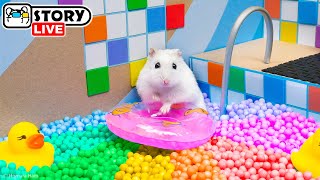 The World's Largest Hamster Ball Pool Maze with Pop It 🐹 Homura Ham Pets