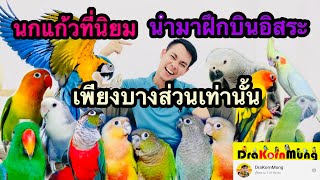 สาระความรู้จาก DraKornMung Ep.06 นกแก้วที่นิยมนำมาฝึกบินอิสระ เพียงบางส่วนเท่านั้น