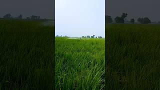 FMC Katalyst \u0026 Coragen Spray On Rice Crop #farmer #village #agriculture #farming #farm #viralvideo