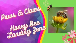 Honey Bee Landing Zone | Busy Bees