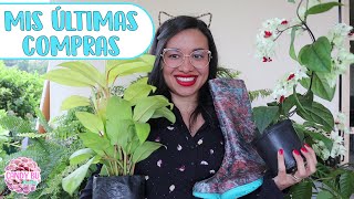 Nuevas plantas de interior, regalos de cumpleaños, semillas y más│Candy Bu