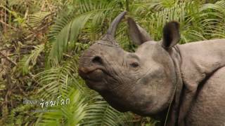 เรื่องเล่าข้ามโลก ตอน แรด (Rhinoceros)