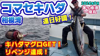 【コマセキハダマグロ】連日好調！相模湾コマセキハダマグロ★キハダGET！前回リベンジ達成！★【茅ヶ崎港 一俊丸】《4K動画》2024.9.28