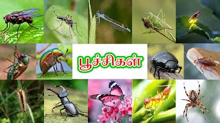 பூச்சிகள் | Learn Insects with Vellai Mayil | Poochikal name in Tamil