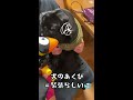 黒パグ、天敵のオモチャに嫌な顔する black pug makes an unpleasant face on the toys of natural enemies