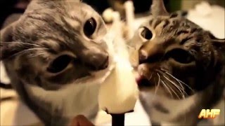 可愛喵星人也愛吃冰淇淋 | cat loves icecream