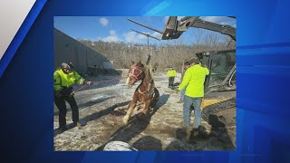 Photos: Two horses rescued after falling on ice in St. Louis County