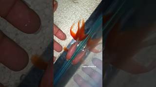 The Most Beautiful Goldfish 😍 I ever had !!! Fancy Goldfish | Fantail Goldfish