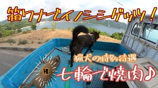 閲覧注意【有害鳥獣駆除】箱ワナで🐗ゲッツ♪　猟犬の特権！　銀ちゃん七輪でイノシシ肉をくらう！