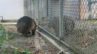 #12 Nov 2017 Wombat at Satsukiyama zoo, Osaka, Japan