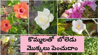 cuttings ద్వారా బోలెడు మొక్కలు పెంచుదాం || Plants you can grow from cuttings easily