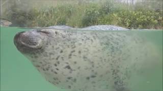 気持ちよさそうにお昼寝 その2　Seal taking a nap