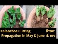 Kalanchoe का नया पौधा बनाने का आसान तरीका  Kalanchoe Cutting Propagation in May & June