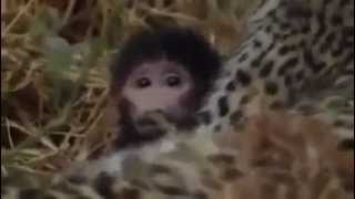 leopard  save a monkey......heart touching video......