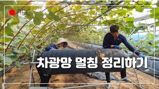 시설하우스 차광망 멀칭 정리하기