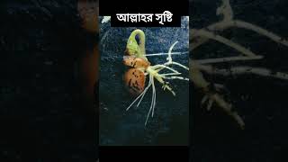 একটা উদ্ভিদ কিভাবে বেড়ে উঠে।