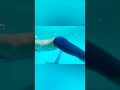 Learn Dolphin Kick Trick #swimming #shorts