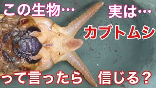 【マレー】コーカサスオオカブトの蛹化の瞬間　The moment of becoming a pupa（Chalcosoma chiron kirbyi ）