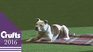 East Anglian Staffordshire Bull Terrier Display Team | Crufts 2016