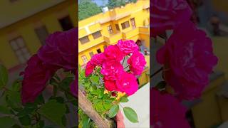 আজ নাকি গোলাপের দিন 🌹😌#subscribe #viralvideo