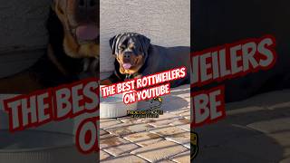 Huge Female Rottweiler Puppy