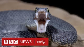 கோழி முட்டைகளை கக்கும் பாம்பு  | Snake |