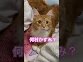 付き合って下さい🙌🩷 ねこ 猫 cat メインクーン ラグドール 三毛猫 ミケ 猫ミーム