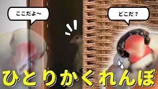 文鳥のひとりかくれんぼがかわいすぎました...笑　Java sparrow