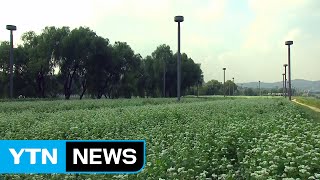 [날씨] 쾌청한 가을...하얀 메밀꽃 활짝 / YTN (Yes! Top News)