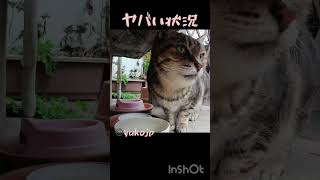 野良猫危機一髪　Stray cat close call #cat #野良猫ちゃん #straycat #ねこ #straypet #動物