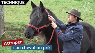 [ EDUQUER SON CHEVAL 👀 ] Comment attraper son cheval au pré