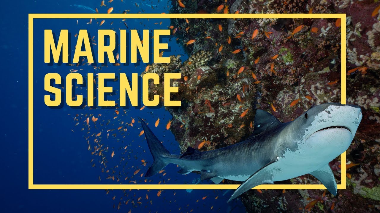 Dive Into The Depths: An Introduction To Marine Science #ocean # ...