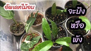 @ป้อมซ่า พาลุย/ อัพเดทไม้อบ โตขนาดไหน มาชมกันเลยคะ🌿🌿🌿