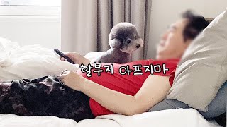 아픈 할아버지가 걱정되는 강아지 ㅠㅠ