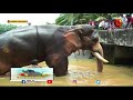 അനുസരണക്കാരനായ സ്നേഹനിധിയായ അർജുനൻ arjunanan e for elephant kairali tv