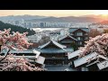 sakura journey lo fi beats 🌸 study u0026 chill with japanese beats