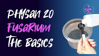 How to use Physan 20 | Fusarium Treatment on Orchids #fusarium #ninjaorchids