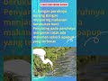 5 FAKTA UNIK BURUNG BANGAU HEWAN YANG SETIA PADA PASANGANNYA #shorts #faktaunik #faktahewan #viral