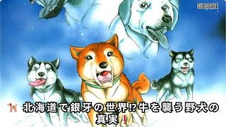 放牧中の牛を野犬が急襲！北海道が『銀牙』の世界と化した驚きの理由とは？