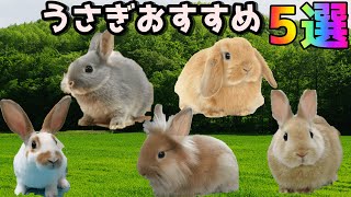 【おすすめうさぎ５選】　あなたはどの子をお迎えしますか⁈【うさぎ選び迷ってる方へ】