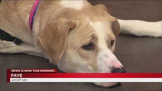 Pet of the Week - Faye