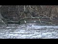 cormorant washing on the move